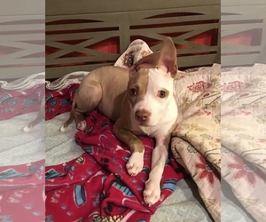 American Pit Bull Terrier-Chihuahua Mix Dogs for adoption in Lebanon, OR, USA