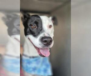 Boxer-Unknown Mix Dogs for adoption in San Antonio, TX, USA