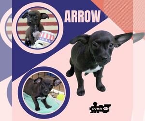 Chihuahua-Unknown Mix Dogs for adoption in Lindsay, CA, USA