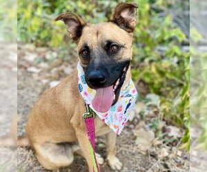 Black Mouth Cur-Unknown Mix Dogs for adoption in Austin, TX, USA