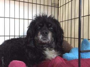 Cavalier King Charles Spaniel Dogs for adoption in Flushing, NY, USA