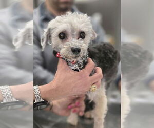 Poodle (Miniature) Dogs for adoption in Foristell, MO, USA