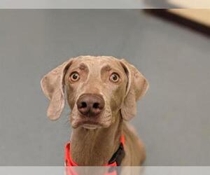 Weimaraner Dogs for adoption in Denver, CO, USA