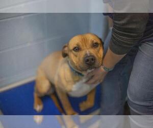 American Pit Bull Terrier-Unknown Mix Dogs for adoption in Mountain Home, AR, USA