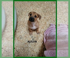 Basset Hound-Unknown Mix Dogs for adoption in Granbury, TX, USA