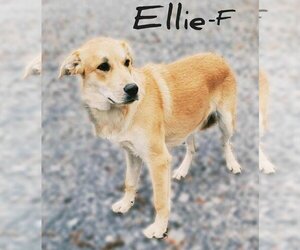 Golden Retriever Dogs for adoption in Scottsboro, AL, USA
