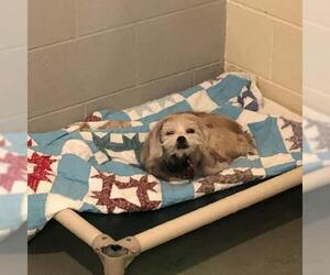 Border Terrier Dogs for adoption in Atlanta, GA, USA