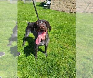 German Shorthaired Pointer Dogs for adoption in Ogden, UT, USA