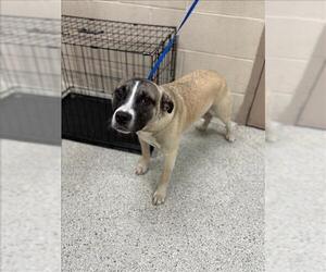 Anatolian Shepherd-Unknown Mix Dogs for adoption in Conroe, TX, USA