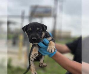 Mutt Dogs for adoption in San Antonio, TX, USA