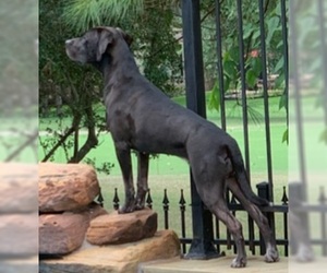 Labrador Retriever-Unknown Mix Dogs for adoption in Montgomery, TX, USA