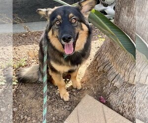 Australian Shepherd-Unknown Mix Dogs for adoption in Newport Beach, CA, USA