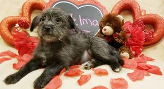 Lhasa-Poo Dogs for adoption in Modesto, CA, USA