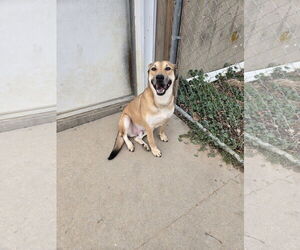 Mutt Dogs for adoption in Maquoketa, IA, USA