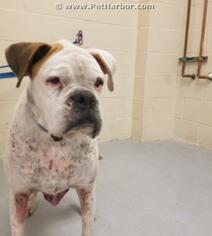 Boxer Dogs for adoption in Conroe, TX, USA