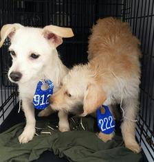 Medium Photo #1 Norfolk Terrier Puppy For Sale in Houston, TX, USA