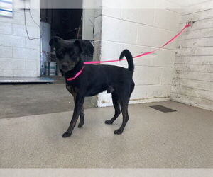 Chihuahua Dogs for adoption in San Bernardino, CA, USA