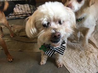 Lhasa Apso Dogs for adoption in Seattle, WA, USA