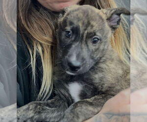 Mutt Dogs for adoption in Dana Point, CA, USA