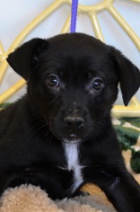 Medium Photo #1 Labrador Retriever Puppy For Sale in New Iberia, LA, USA