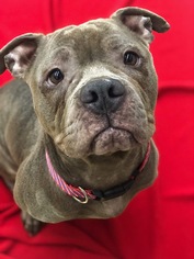 Bullypit Dogs for adoption in Akron, OH, USA