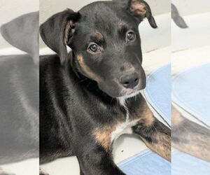 Boxador Dogs for adoption in Boston, MA, USA