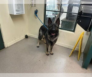 German Shepherd Dog-Unknown Mix Dogs for adoption in Pasadena, CA, USA