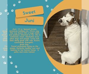 American Bulldog-Unknown Mix Dogs for adoption in fort worth, TX, USA
