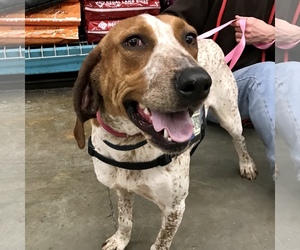 Coonhound Dogs for adoption in Fairfax, VA, USA