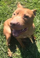 American Pit Bull Terrier Dogs for adoption in Erwin , TN, USA