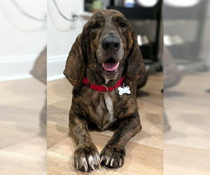 Basset Hound-Plott Hound Mix Dogs for adoption in Deepwater, NJ, USA