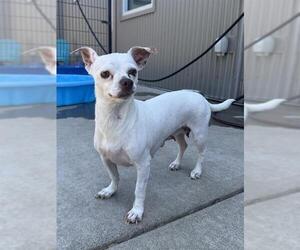 Chihuahua Dogs for adoption in Sacramento, CA, USA
