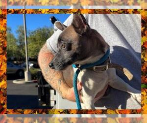 Chihuahua Dogs for adoption in Ojai, CA, USA