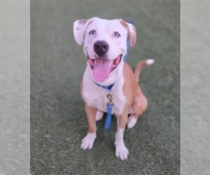 Mutt Dogs for adoption in Las Vegas, NV, USA