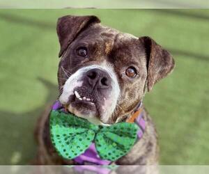 Boxer-Unknown Mix Dogs for adoption in Martinez, CA, USA
