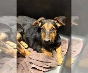 Doberman Pinscher-German Shepherd Dog Mix Dogs for adoption in Bakersfield, CA, USA