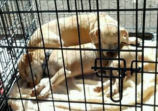 Beagle Dogs for adoption in Napa, CA, USA