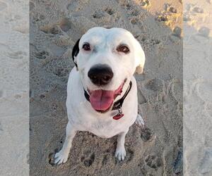 Pointer Dogs for adoption in Incline Village, NV, USA