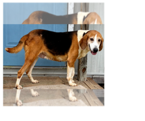 Coonhound Dogs for adoption in Greenbelt, MD, USA