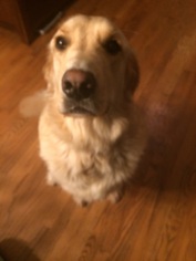 Golden Retriever Dogs for adoption in Monkton, MD, USA