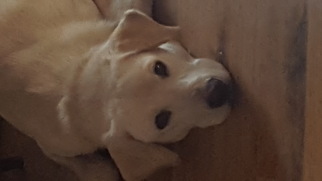 Labrador Retriever-Unknown Mix Dogs for adoption in River Falls, WI, USA