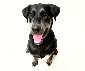 Mastador Dogs for adoption in Spokane, WA, USA