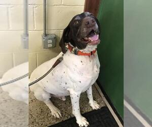 German Shorthaired Pointer Dogs for adoption in South Amana, IA, USA