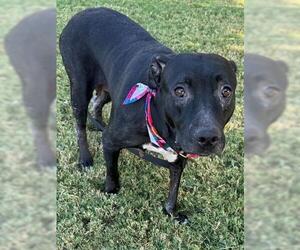 American Pit Bull Terrier-Unknown Mix Dogs for adoption in Tulsa, OK, USA