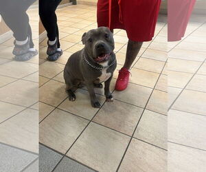 American Pit Bull Terrier-Unknown Mix Dogs for adoption in Virginia Beach, VA, USA