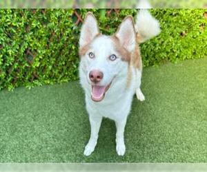 Siberian Husky Dogs for adoption in West Palm Beach, FL, USA