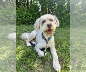 Poodle (Standard)-Unknown Mix Dogs for adoption in Candler, NC, USA
