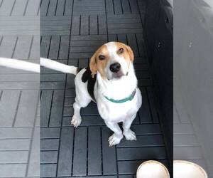Basset Hound-Unknown Mix Dogs for adoption in Pittstown, NJ, USA