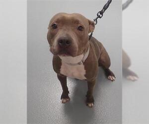 American Pit Bull Terrier Dogs for adoption in St. Cloud, FL, USA