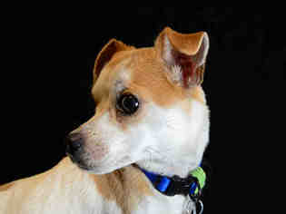 Chiweenie Dogs for adoption in Fort Collins, CO, USA